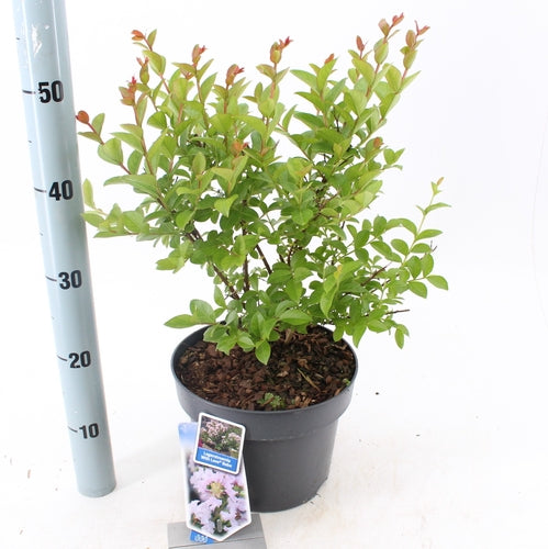 Lagerstroemia (Lagerstroemia indica With Love Babe) - Heesters