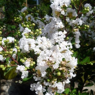 Lagerstroemia (Lagerstroemia indica With Love Virgin)