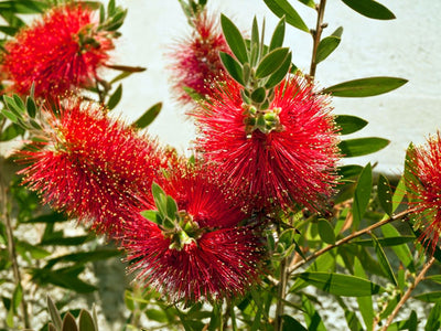 Plante lamproie (Callistemon laevis)
