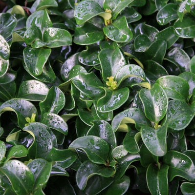 Troène (Ligustrum jap. 'Rotundifolium')