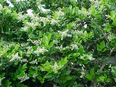 Troène (Ligustrum jap. 'Texanum')