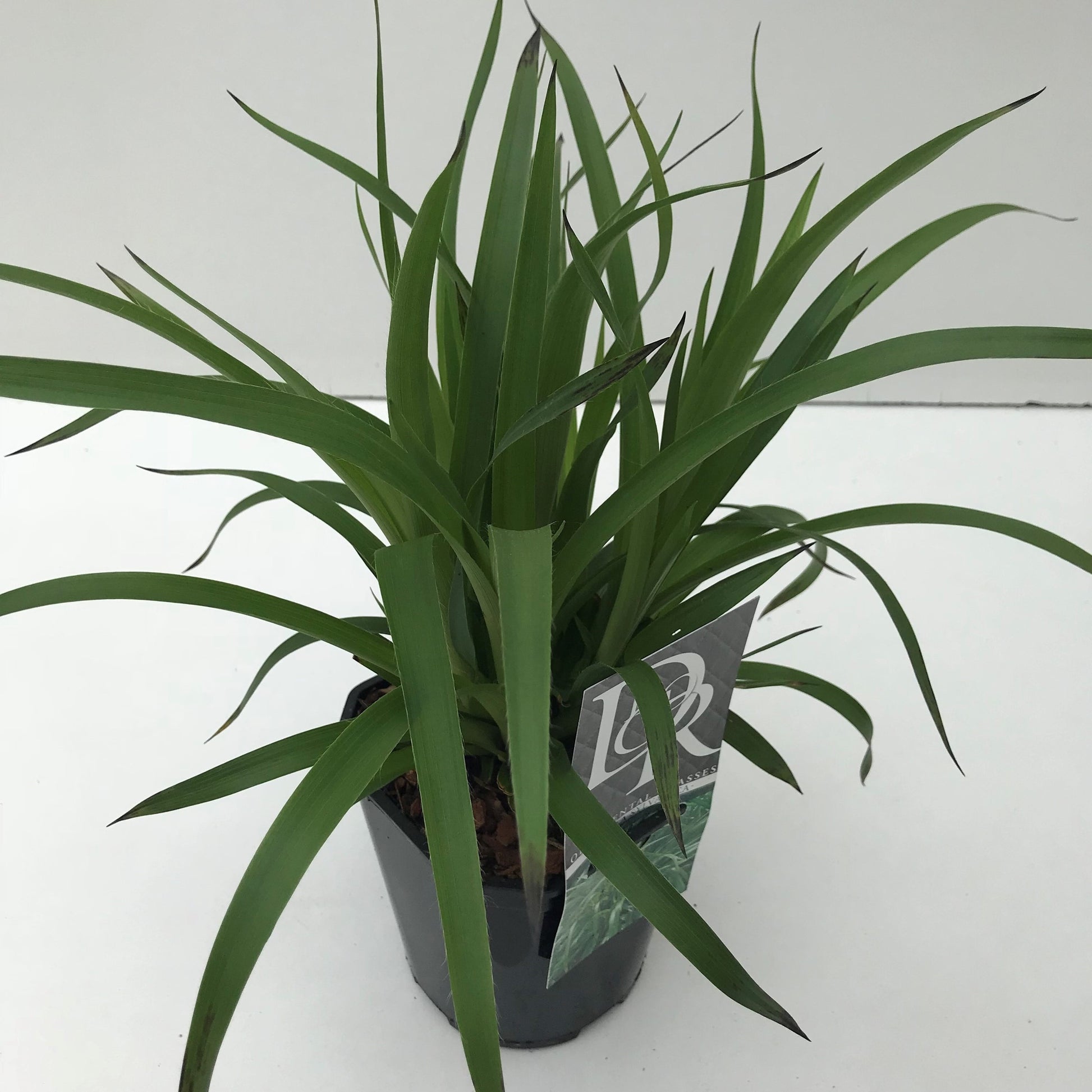 Grote veldbies (Luzula 'Sylvatica') - Veldbies