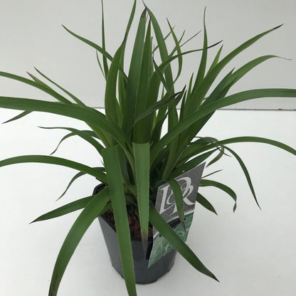 Grote veldbies (Luzula 'Sylvatica') - Veldbies