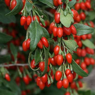 Plante grimpante Lycium barbarum 'Instant Success' (Baie de Goji)