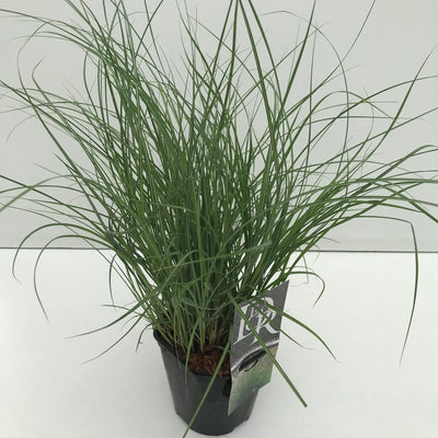 Miscanthus 'Adagio' (Graminée ornementale)