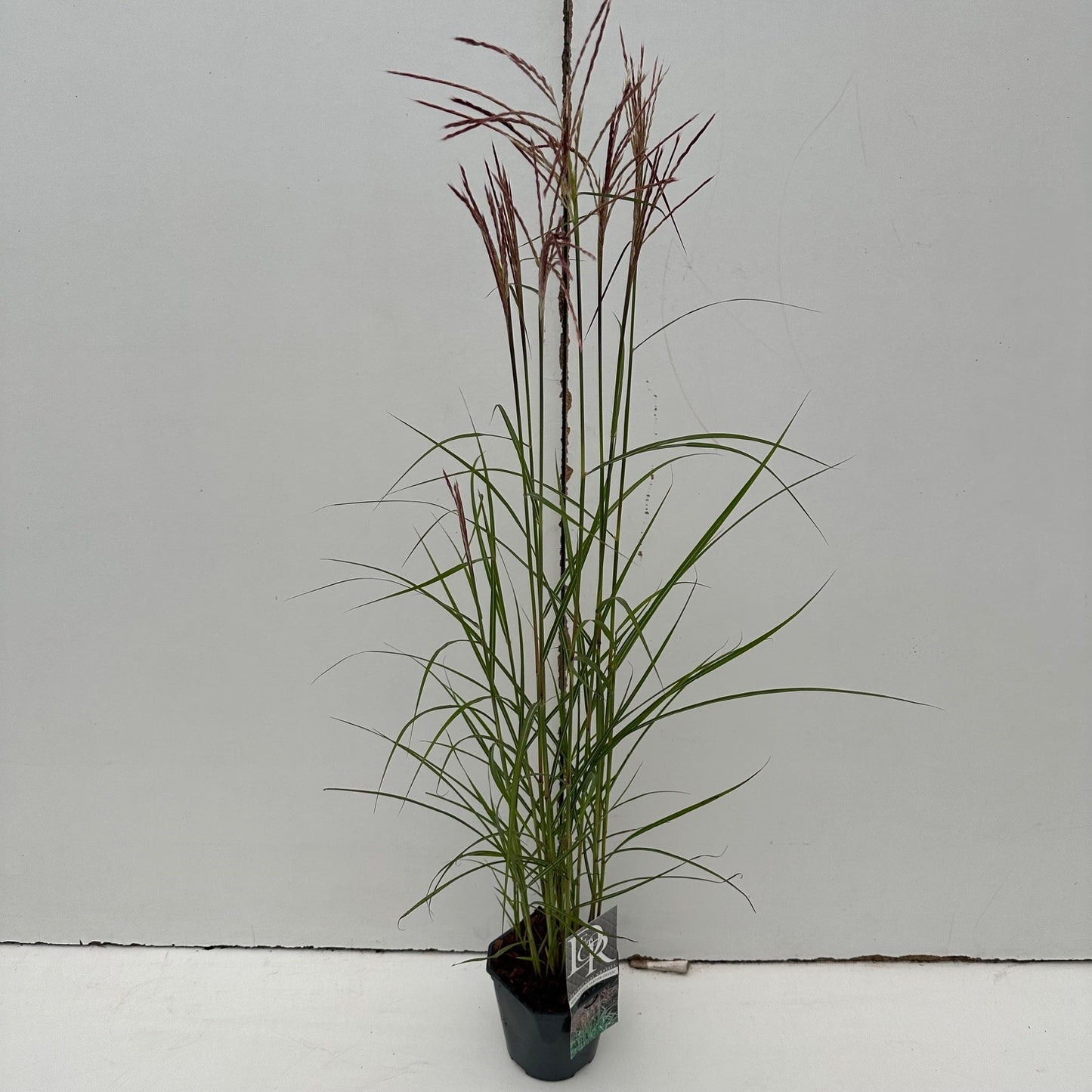 Prachtriet (Miscanthus 'Ferner Osten') - Prachtriet