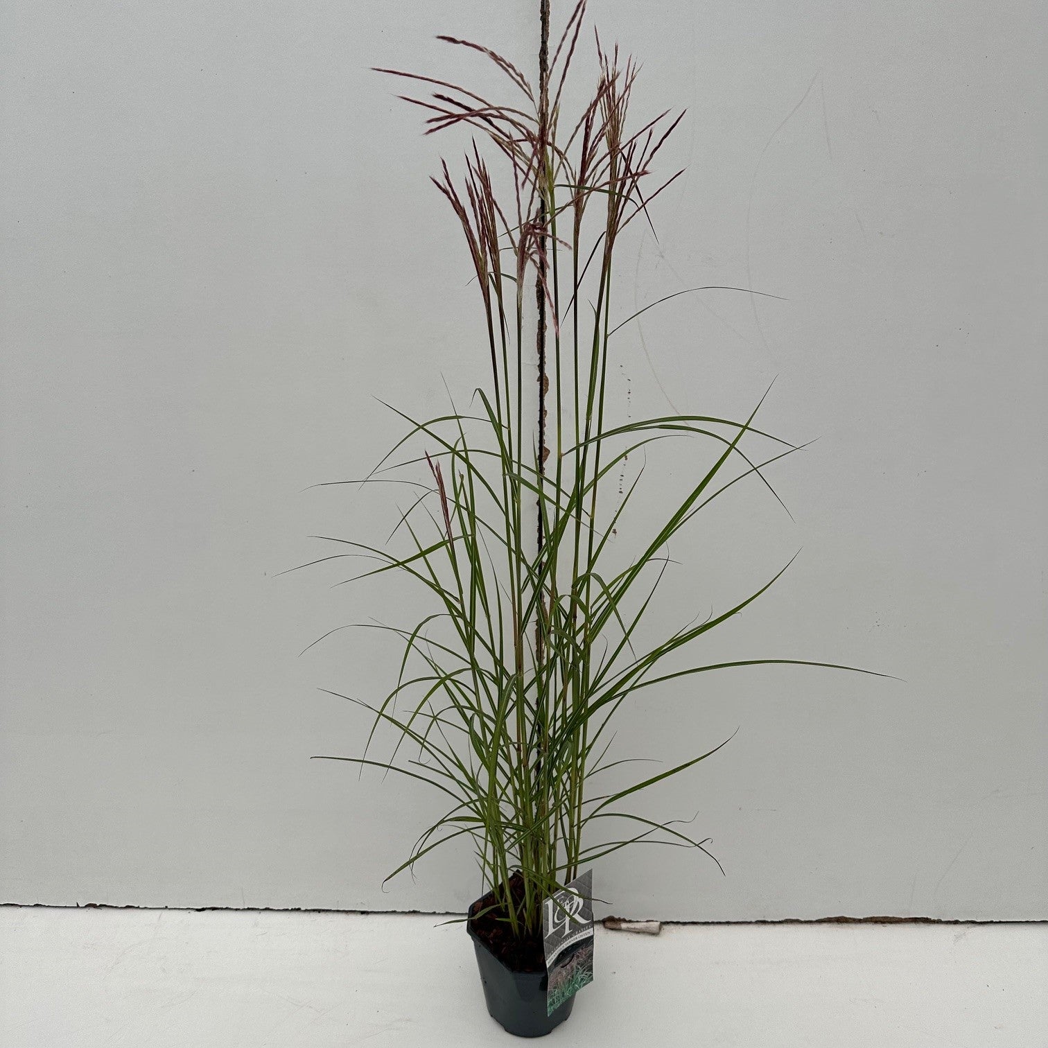 Prachtriet (Miscanthus 'Ferner Osten') - Prachtriet