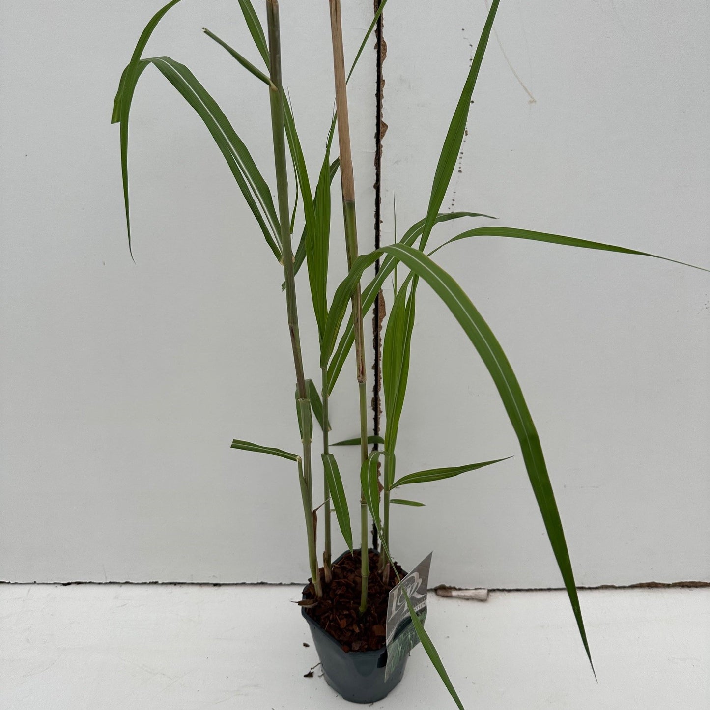 Prachtriet (Miscanthus 'Gigantheus') - Prachtriet