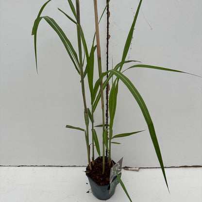 Prachtriet (Miscanthus 'Gigantheus') - Prachtriet