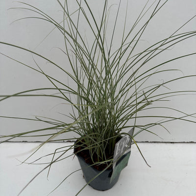 Miscanthus 'Morning Light' (Graminée ornementale)