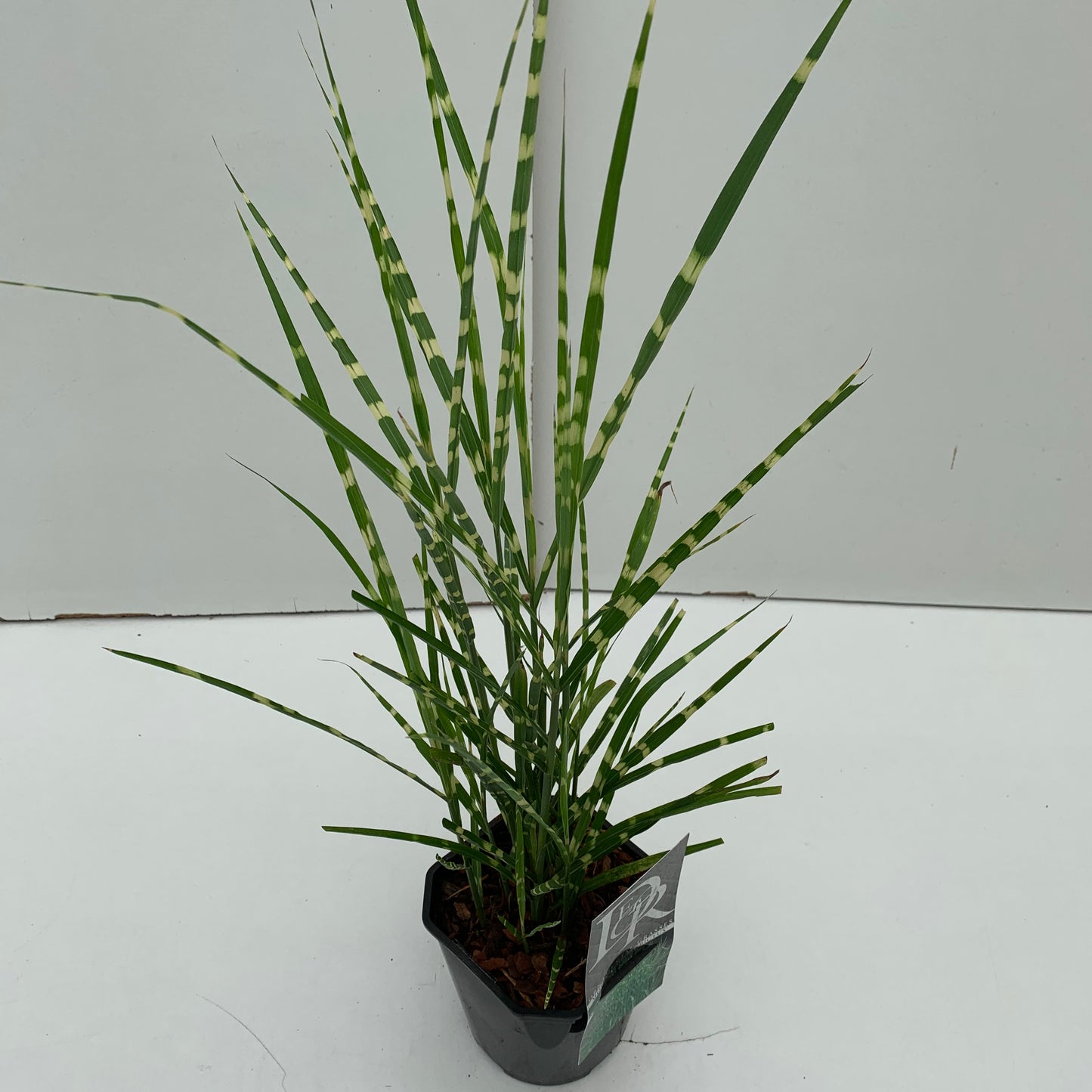 Prachtriet (Miscanthus 'Strictus') - Prachtriet
