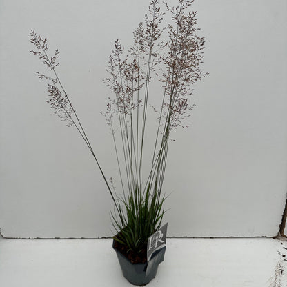 Pijpestrootje (Molinia 'Banshee') - Pijpestrootje