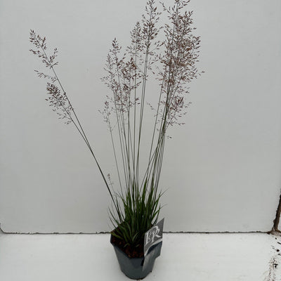 Molinia 'Banshee' (Molinia 'Banshee')