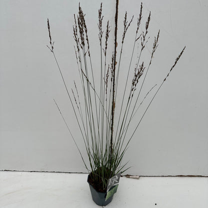 Pijpestrootje (Molinia 'Edith Dudszus') - Pijpestrootje