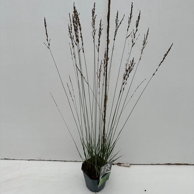 Molinia 'Edith Dudszus' (Molinia 'Edith Dudszus')