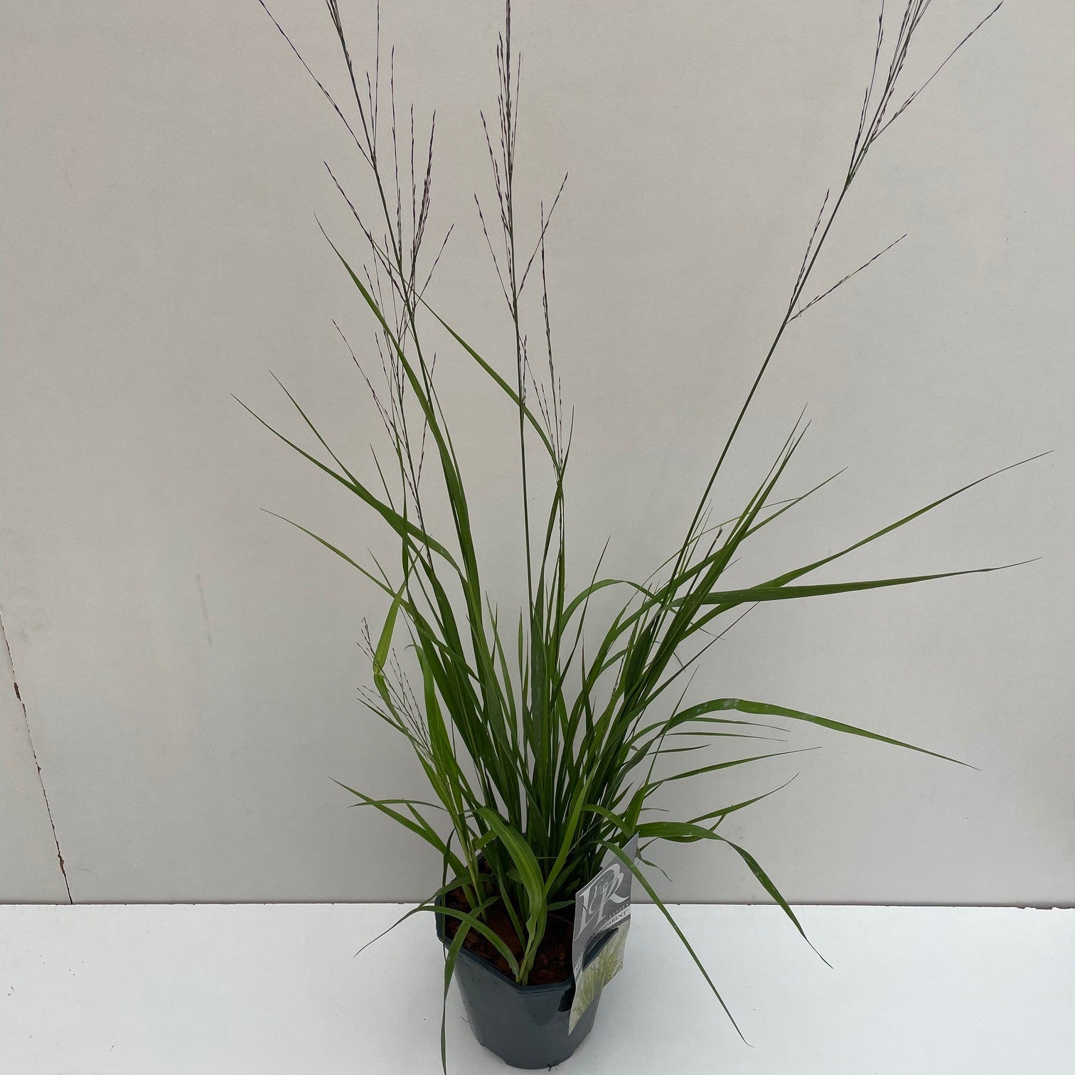 Pijpestrootje (Molinia 'Transparant') - Pijpestrootje