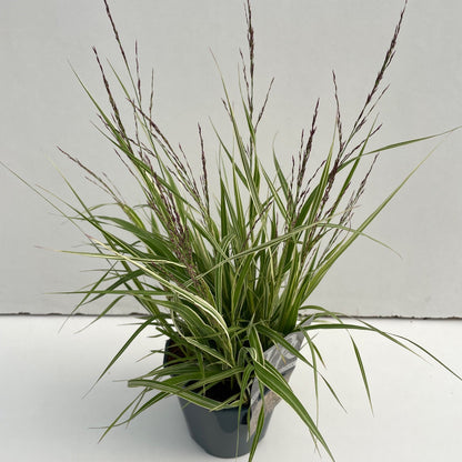 Pijpestrootje (Molinia 'Variegata') - Pijpestrootje