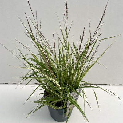 Paille à pipe (Molinia 'Variegata')