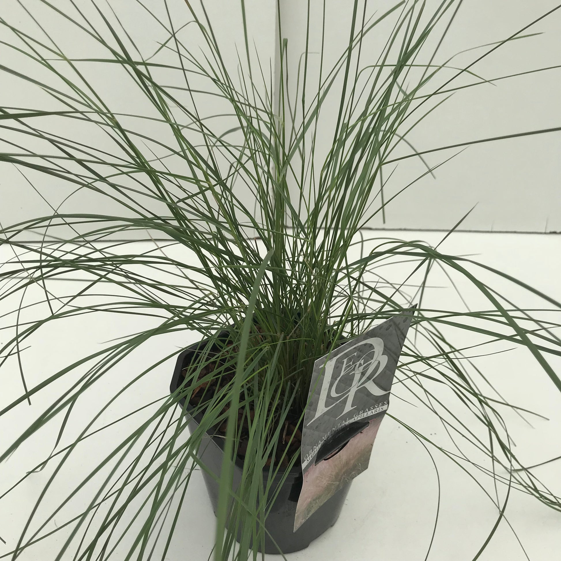 Muhlenbergia (Muhlenbergia 'Capillaris') - Muhlenbergia