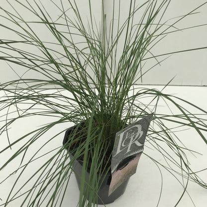 Muhlenbergia (Muhlenbergia 'Capillaris') - Muhlenbergia