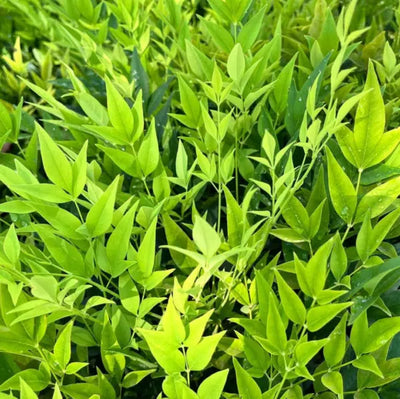 Bambou céleste (Nandina domestica citron et citron vert)