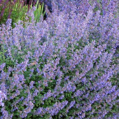 Borderpakket voor vlinders (1,5m2) - Tuinplanten