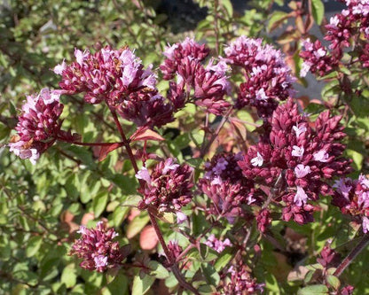 Borderpakket  fantasie (1,5m2) - Tuinplanten