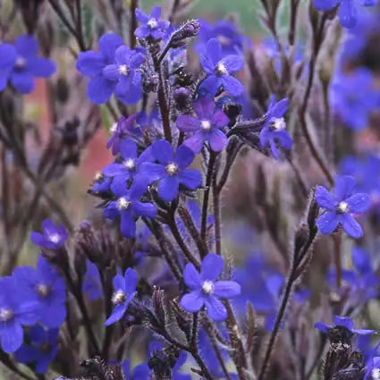 Ossentong (Anchusa azurea 'Dropmore') - Tuinplanten