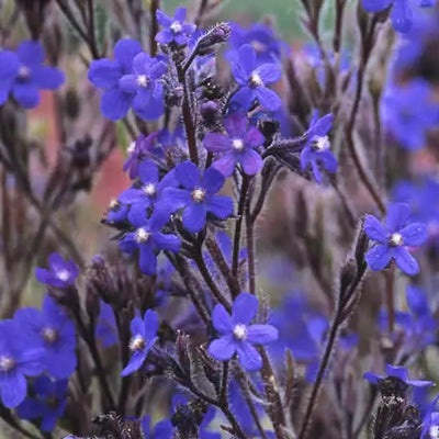 Langue de bœuf (Anchusa azurea 'Dropmore')
