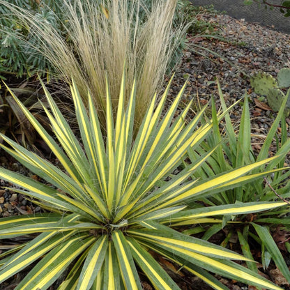 Palmlelie (Yucca filamentosa 'Color Guard') - Exotische planten
