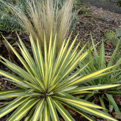 Lys palmier (Yucca filamentosa 'Color Guard')