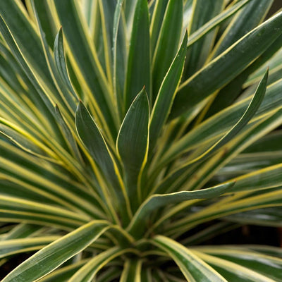 Lys des palmiers (Yucca gloriosa 'Variegata')