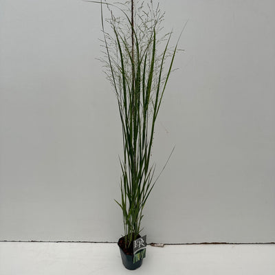 Panicum 'Northwind' (herbe à doigts)