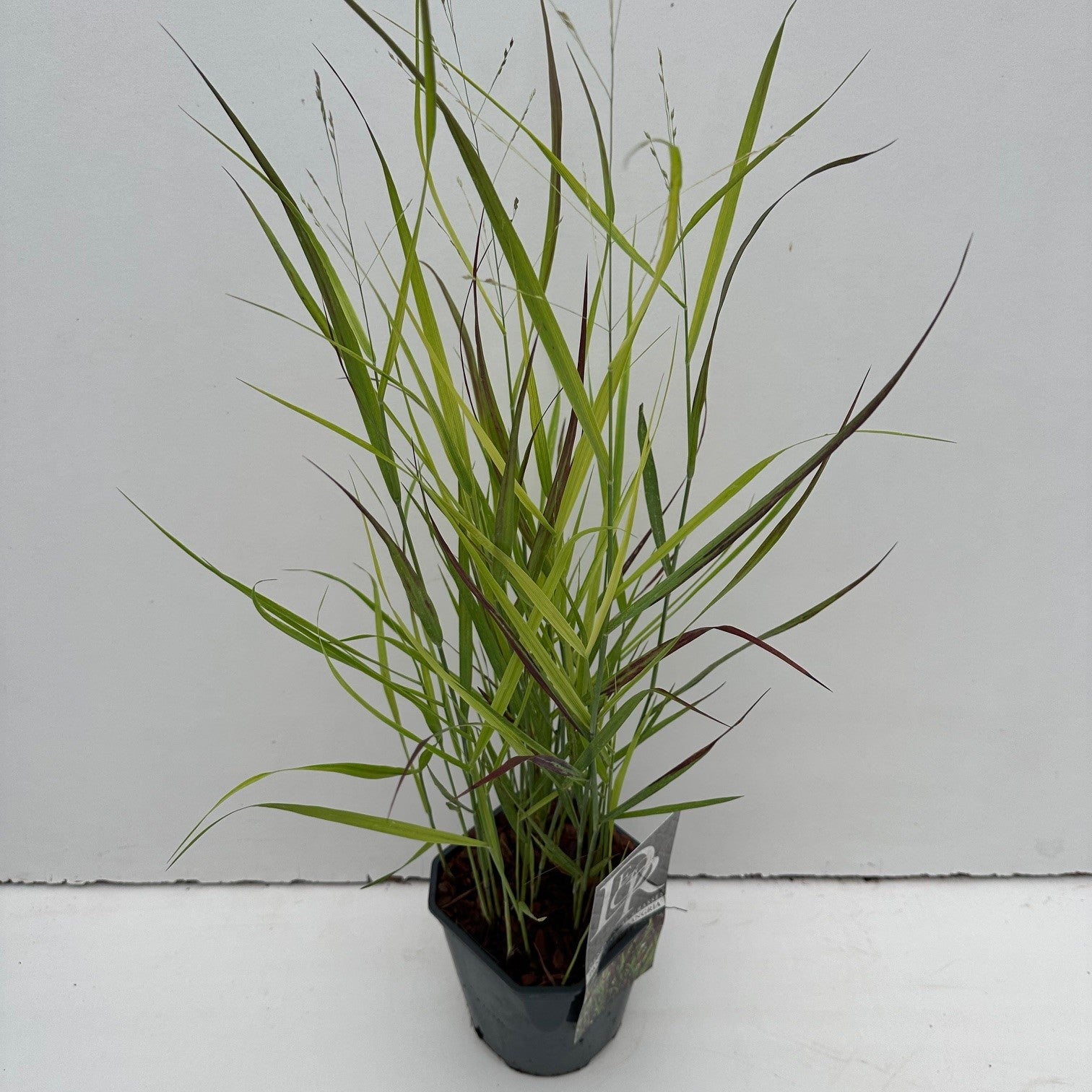 Vingergras (Panicum 'Sangria') - Vingergras