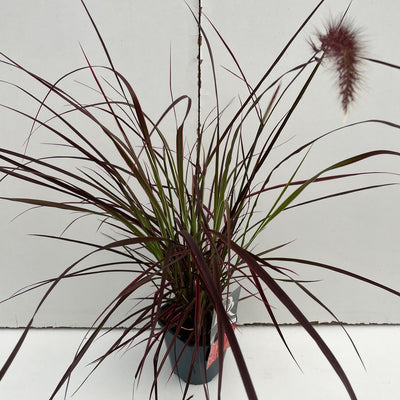 Herbe lamproie (Pennisetum 'Fireworks')