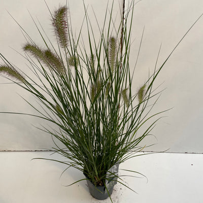 Herbe lamproie (Pennisetum 'Hameln Gold')