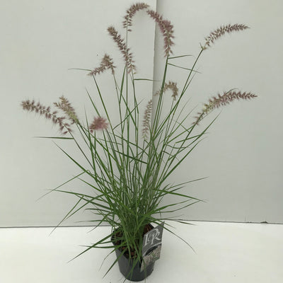 Lamproie (Pennisetum 'Karley Rose')