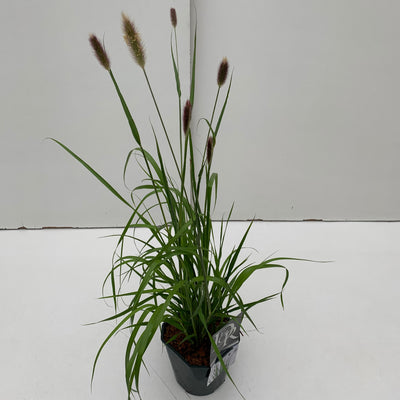 Herbe lamproie (Pennisetum 'Red Bunny Tails')