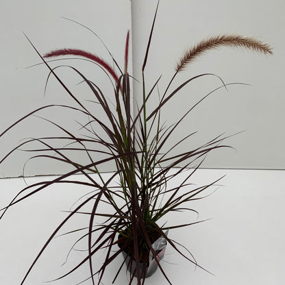 Lampepoetsersgras (Pennisetum 'Rubrum') - Lampepoetsersgras