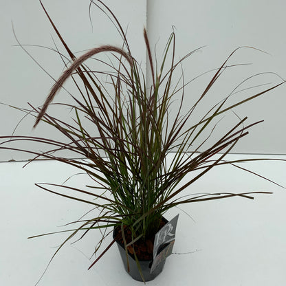 Lampepoetsersgras (Pennisetum 'Rubrum Dwarf') - Lampepoetsersgras