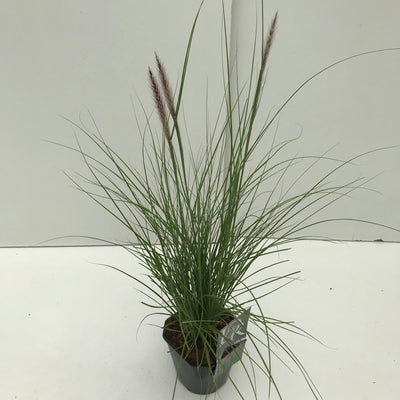 Lamproie (Pennisetum 'Rupelli')