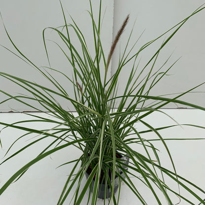 Lampepoetsersgras (Pennisetum 'Sky Rocket') - Lampepoetsersgras