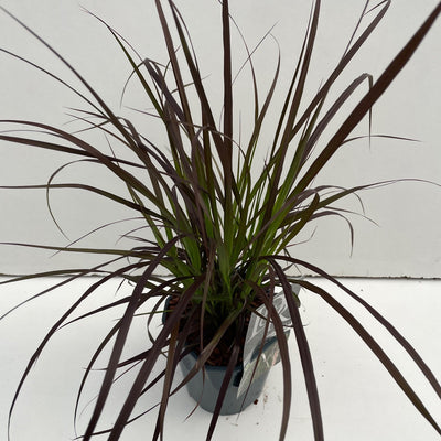 Herbe lamproie (Pennisetum 'Summer Samba')