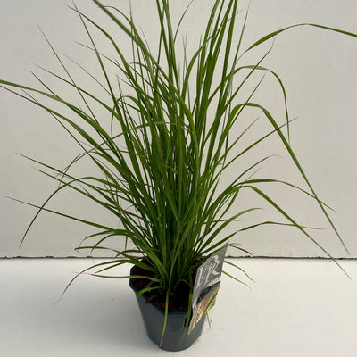 Herbe lamproie (Pennisetum 'Viridescens')