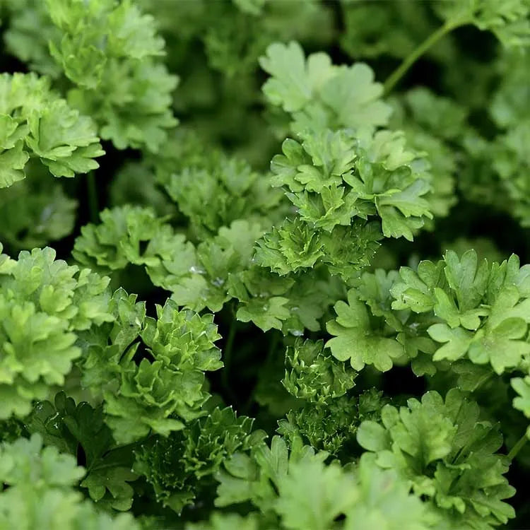 Peterselie (Petroselinum crispum) - Tuinplanten