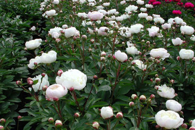 Pivoine (Paeonia (L) 'Duchesse de Nemours')
