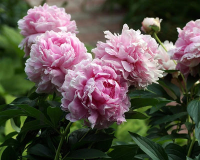 Pivoine (Paeonia (L) 'Sarah Bernhardt')