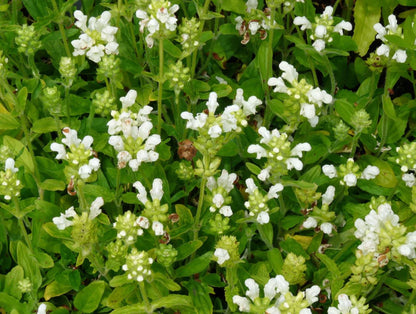 Borderpakket  fantasie (1,5m2) - Tuinplanten