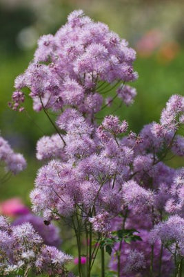Pastille (Thalictrum 'Nimbus Pink')