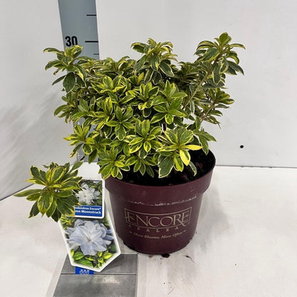 Rhododendron (Rhododendron ENCORE® Autumn Moonstruck ) - Rhododendron